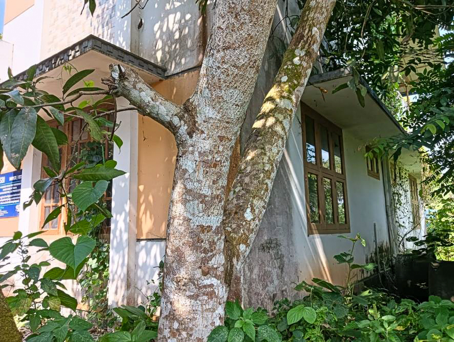 State Bank of India Auctions for Residential property in Kollam, Kerala image 9 of 10 in Kottarakkara, Kollam | State Bank of India auction property
