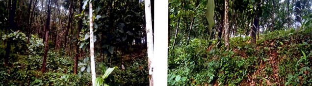 Union Bank of India Auctions for Residential property in Palakkad, Kerala image 2 of 2 in Mannarkad, Palakkad | Union Bank of India auction property
