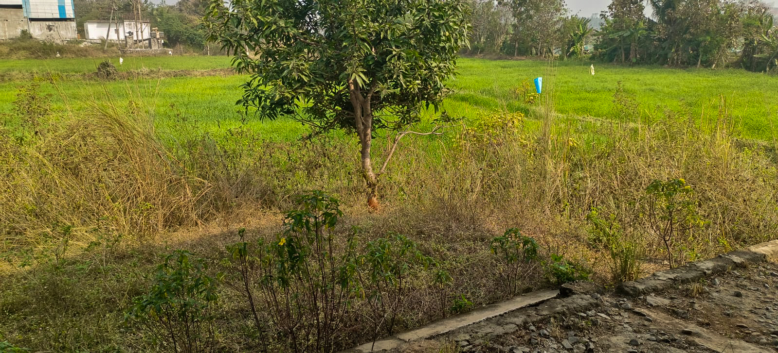 State Bank of India Auctions for Industrials property in Srikakulam, Andhra Pradesh image 10 of 19 in Kotabammal, Srikakulam | State Bank of India auction property