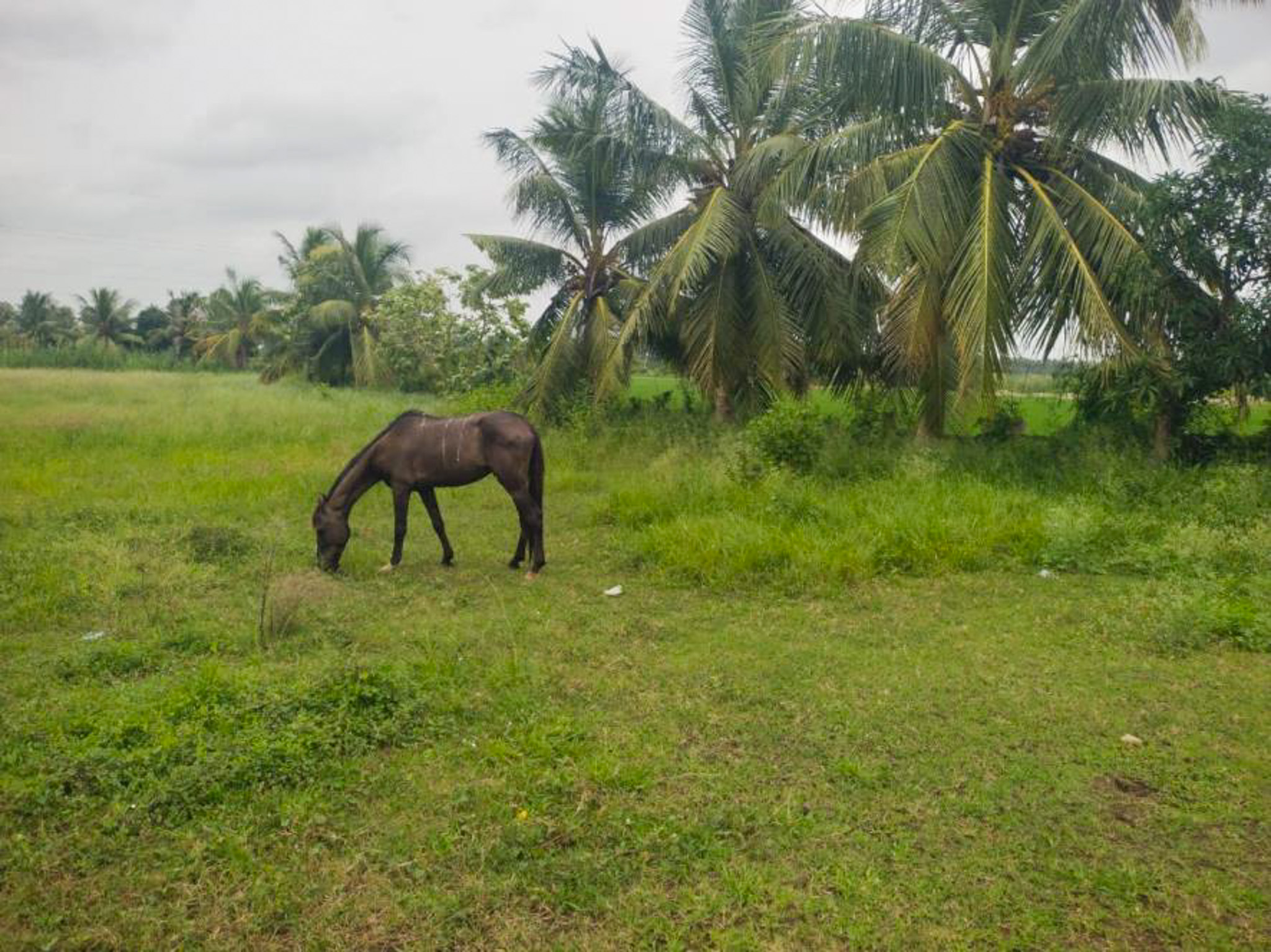 Punjab National Bank Auctions for Residential property in Eluru, Andhra Pradesh image 7 of 8 in Eluru, Eluru | Punjab National Bank auction property