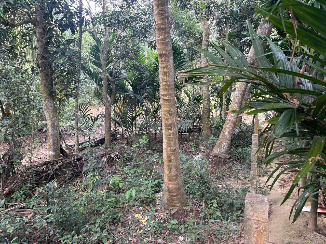 UCO Bank Auctions for Residential property in Jagatsinghpur, Odisha image 2 of 2 in Jagatsinghpur, Jagatsinghpur | UCO Bank auction property
