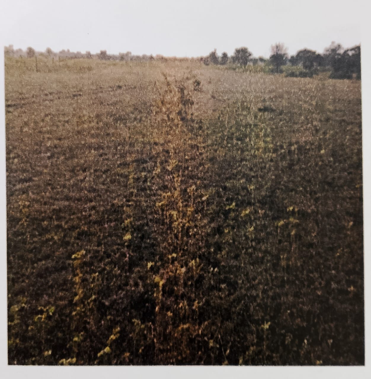 UCO Bank Auctions for Residential property in Chandrapur, Maharashtra image 2 of 3 in Bhadravati MIDC, Chandrapur | UCO Bank auction property