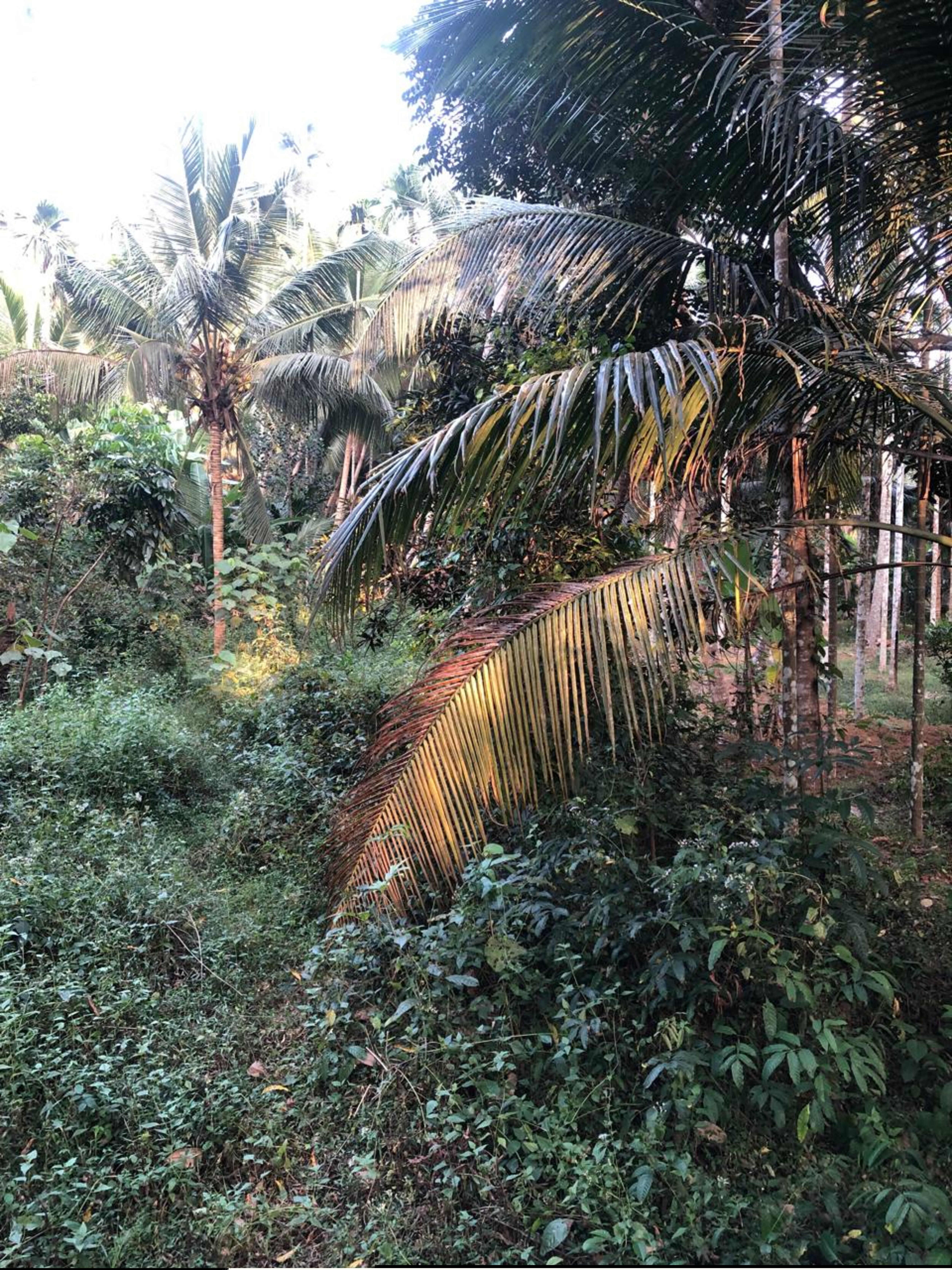 Punjab National Bank Auctions for Residential property in Kozhikode, Kerala image 7 of 7 in Eravattur, Kozhikode | Punjab National Bank auction property