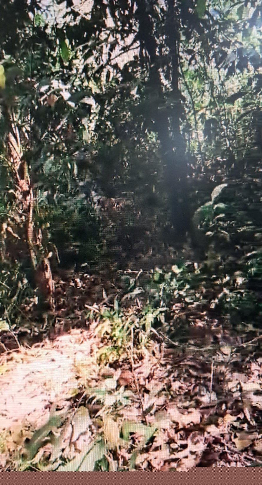 Punjab National Bank Auctions for Residential property in Alappuzha, Kerala image 5 of 7 in Cherthala, Alappuzha | Punjab National Bank auction property