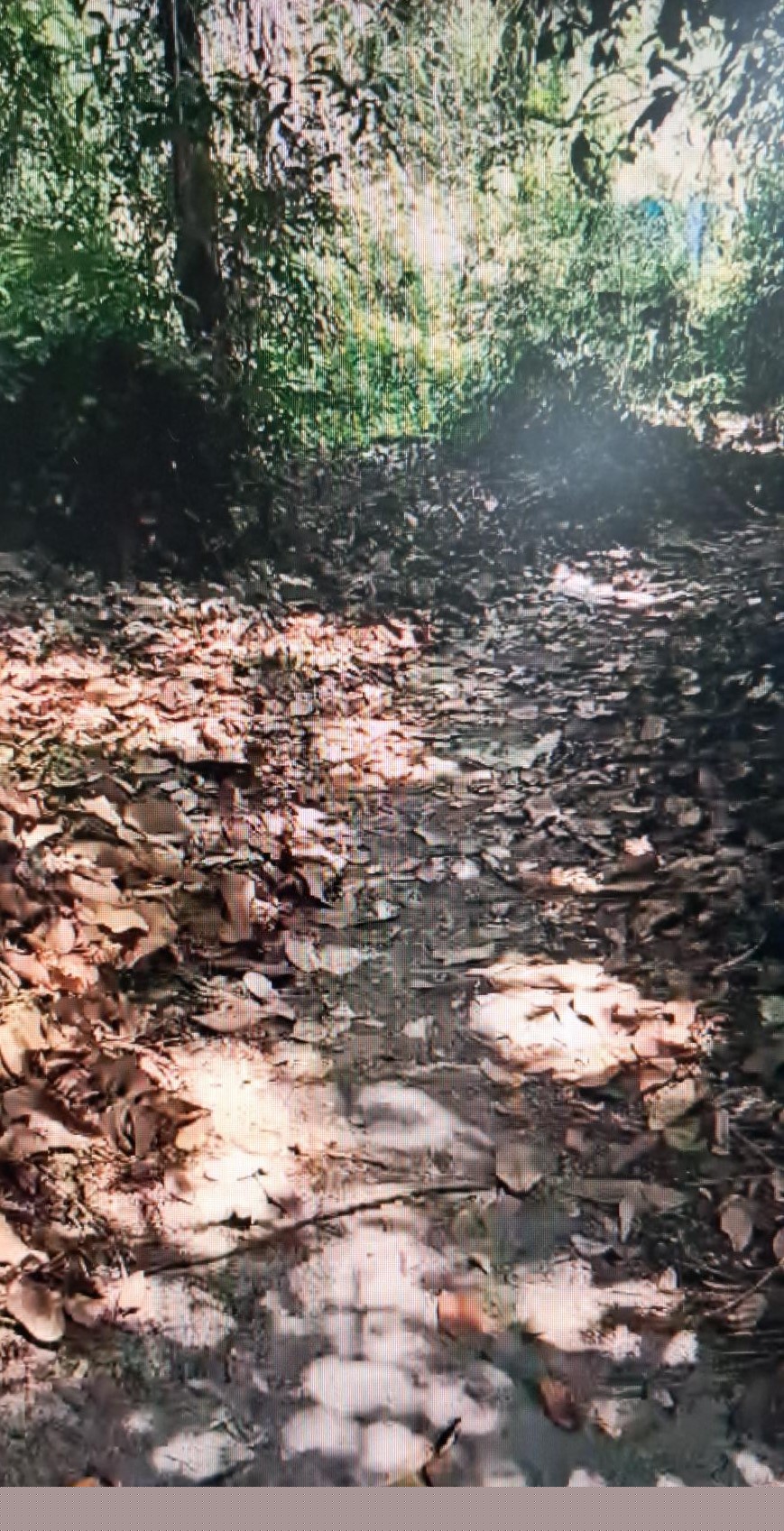 Punjab National Bank Auctions for Residential property in Alappuzha, Kerala image 7 of 7 in Cherthala, Alappuzha | Punjab National Bank auction property