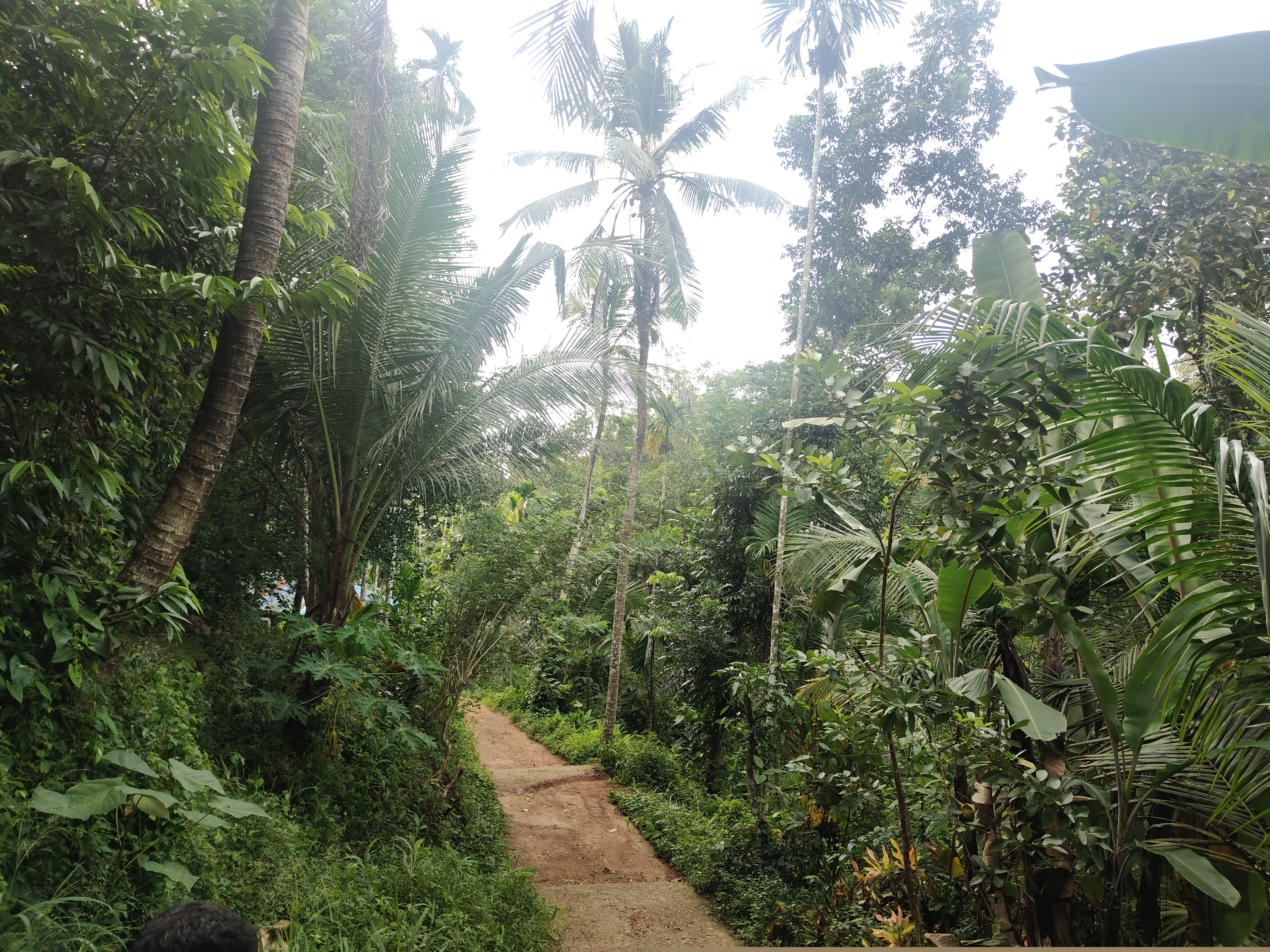 Canara Bank Auctions for Residential property in Trivandrum, Kerala image 3 of 3 in Karakulam, Trivandrum | Canara Bank auction property